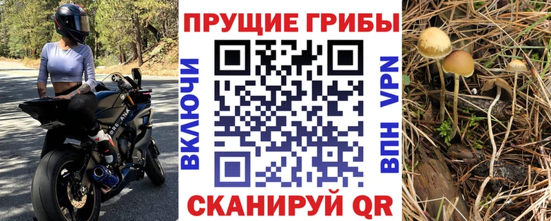 Псилоцибиновые грибы Psilocybe  купить  цена  Кострома 